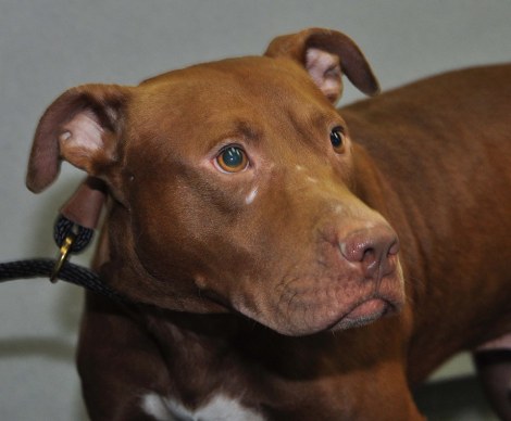 12316665_10153735160399898_1327192756493441320_n