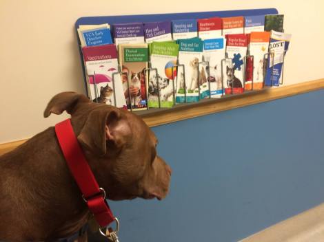 12487061_611415078853_8896766134503434890_o