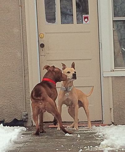 12509192_611603805643_1355703416181564228_n