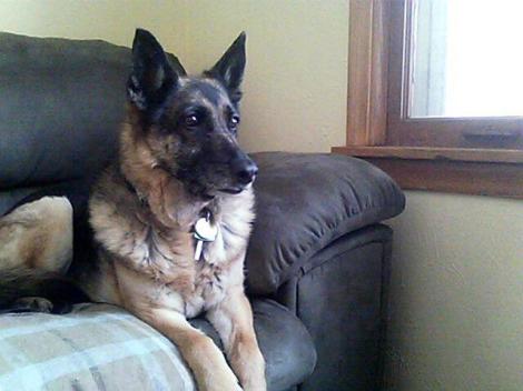 1545688_583378828723_1229410471897607947_n