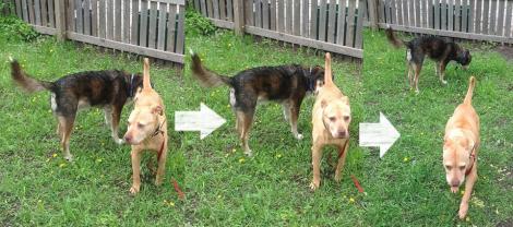 969060_460484384033308_1093290652_n