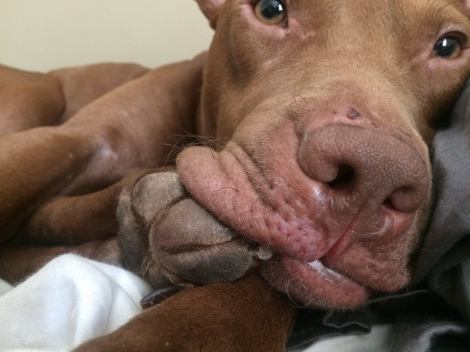 12657198_612619679823_6600812214625691150_o