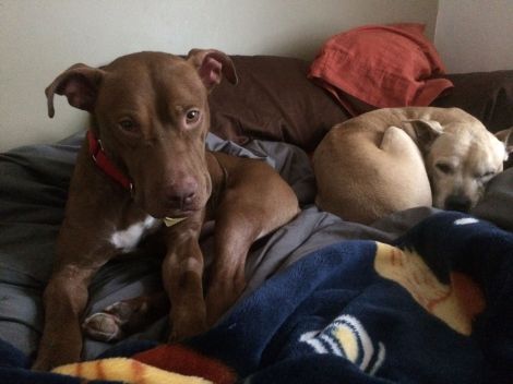 12778974_613313674053_3776982100551655540_o