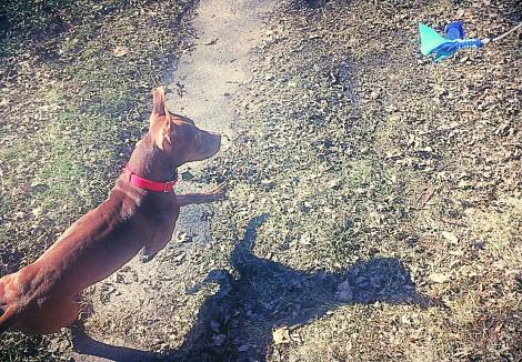 12795162_613537445613_4188839449006326996_o