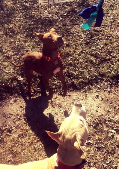 12802906_613541821843_5174186496397252846_n