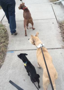 11220141_614677196543_8633464359470341334_n