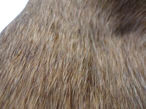 558369_526136787233_1743050238_n