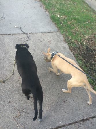 13062161_618236603463_1338725668294554909_n