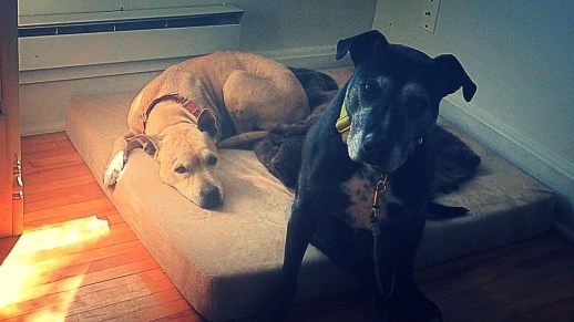 13122807_618692330183_1267446223479807362_o