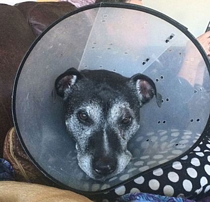 13166119_619000602403_5389906222725716911_n