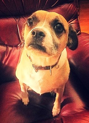 13220968_619430570743_748310330310566069_n