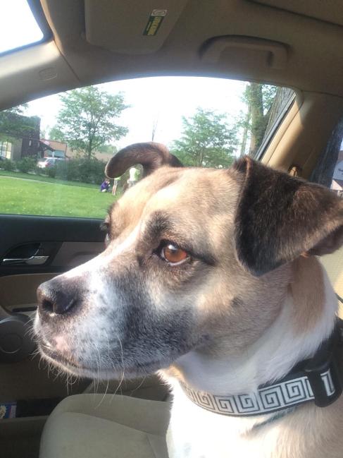 13640803_623158549843_6901927506916953266_o