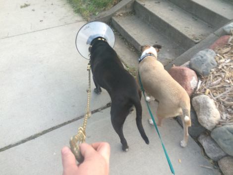 13767120_623158609723_3246787792267588227_o