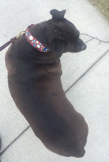 13872883_623383948143_6216597131183722861_n