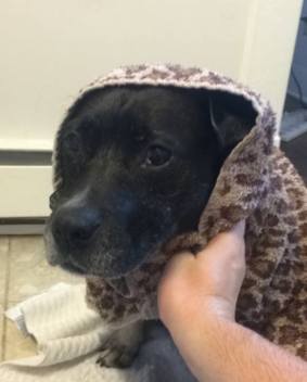 13872987_623383993053_5047334780717615059_n