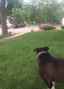 13920607_623383908223_5566017425548596533_n