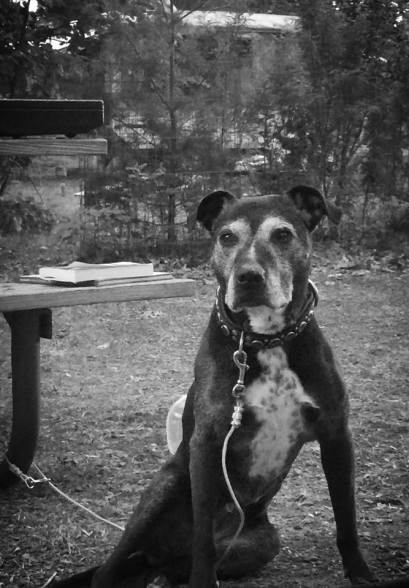 13934978_623434661513_8056307130851195571_n