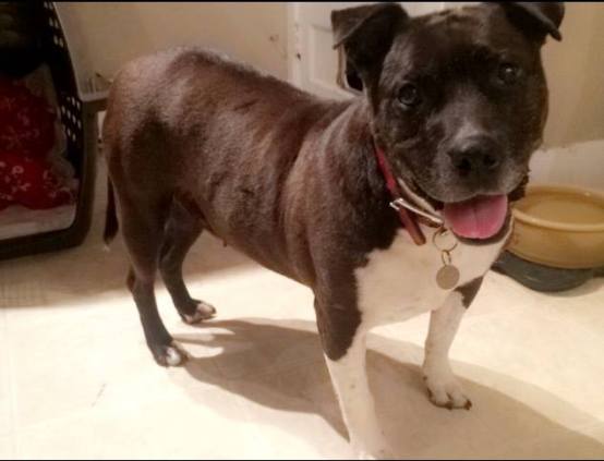 13938544_623383973093_6398986892360158030_n